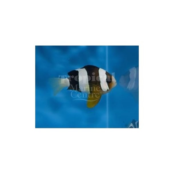 Clark's Clarkii Clownfish