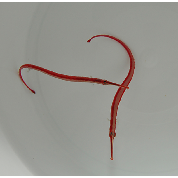 Red Stripe Pipefish