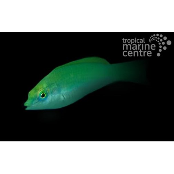 Jade Wrasse