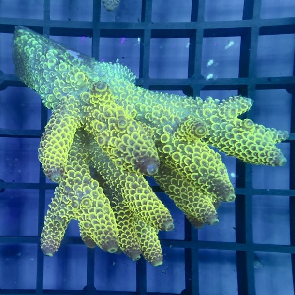 Oz Acropora Colony