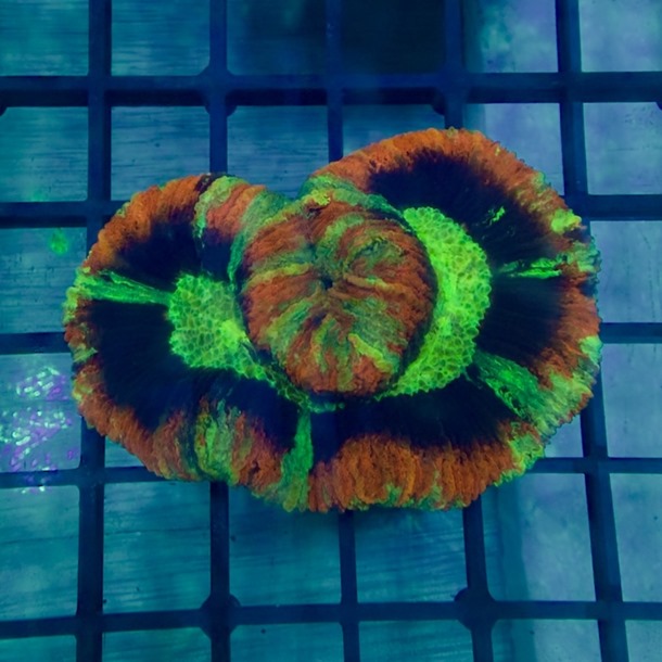 Rainbow Trachyphyllia