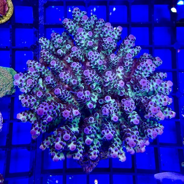 Acropora Colony