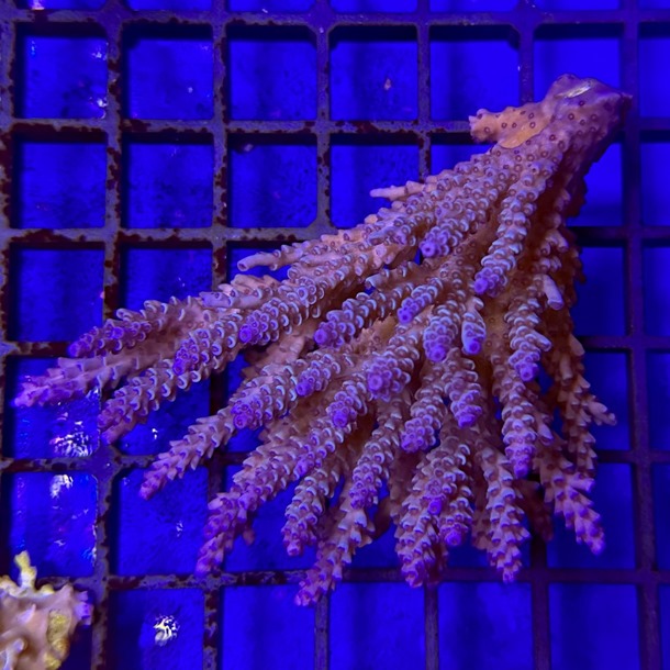 Oz Acropora Colony