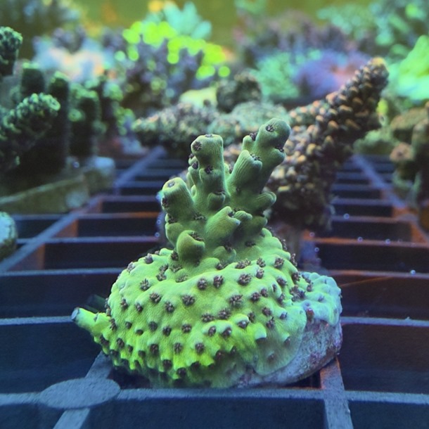 Red Spot Acro Frag