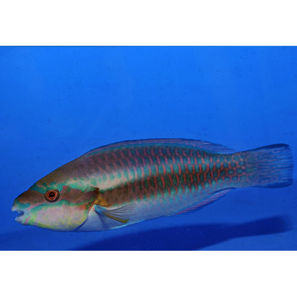 Princess Parrotfish