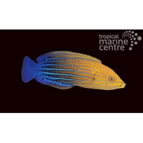 Femininus Tamarin Wrasse