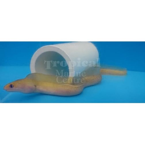 Golden Dwarf Moray Eel