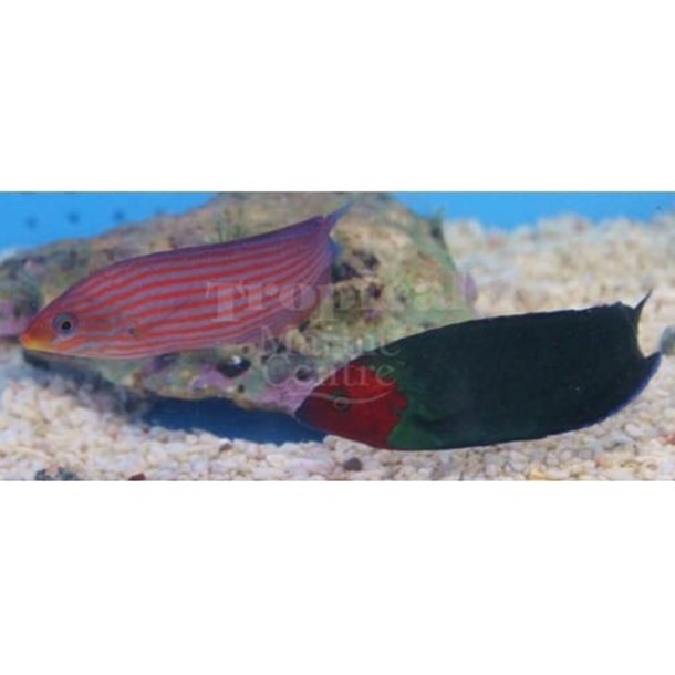 Red Head Wrasse