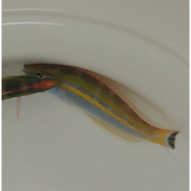 Splendid Pencil Wrasse