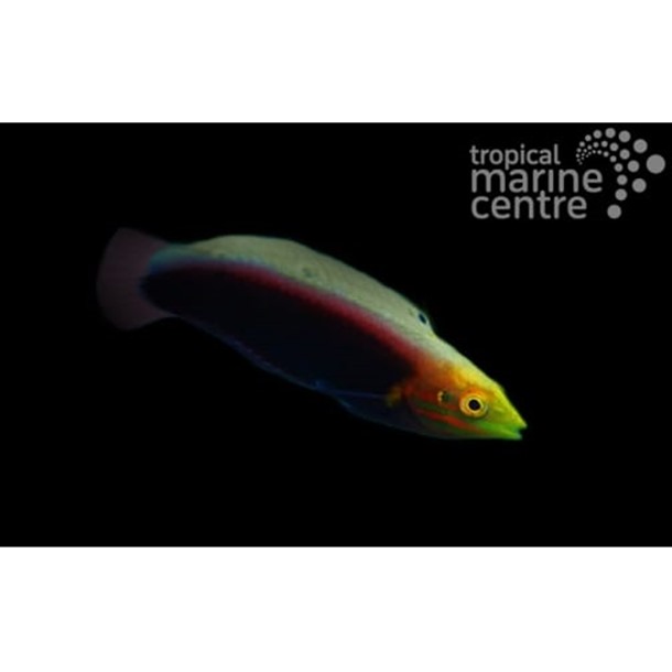 Multicolour Wrasse