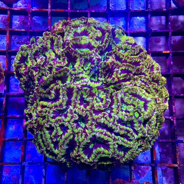 Green Acan Colony