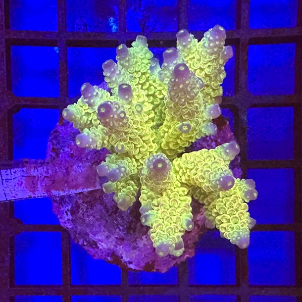 Acropora Colony