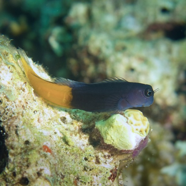 Bicolour Blenny