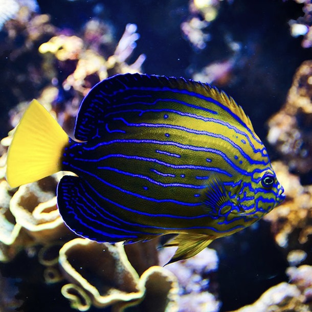 Chinese Blueline Angelfish