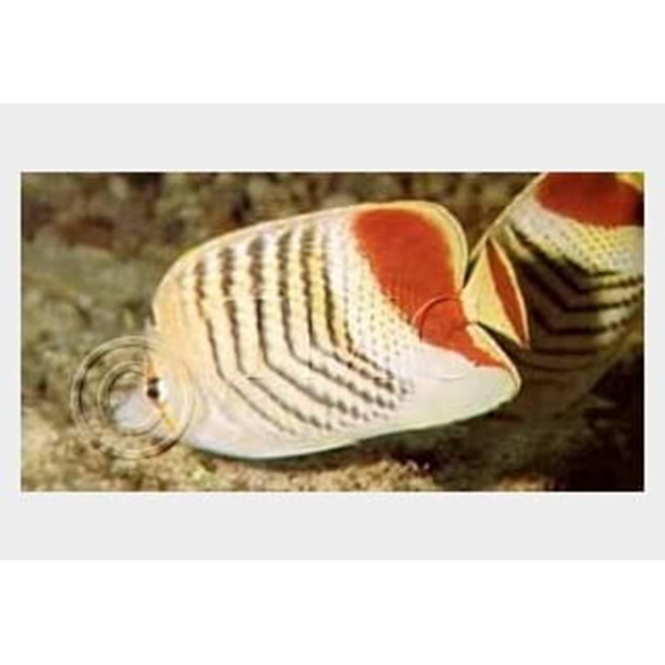 Red Back Pearlscale Butterflyfish