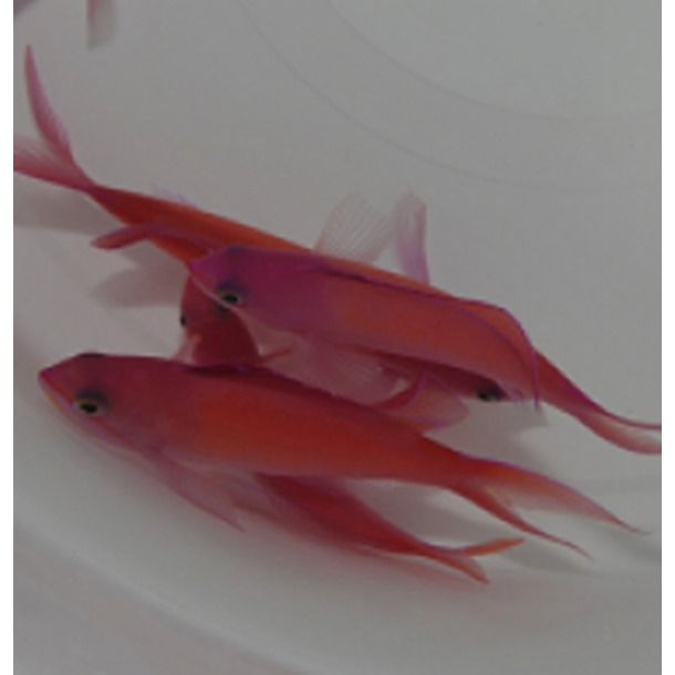 Dispar Anthias