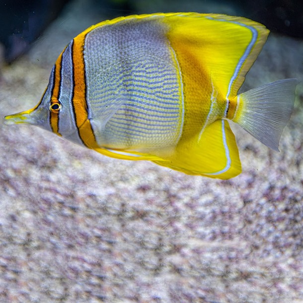 Margined Butterflyfish