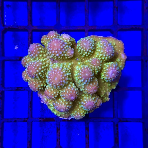 Oz Acropora Colony