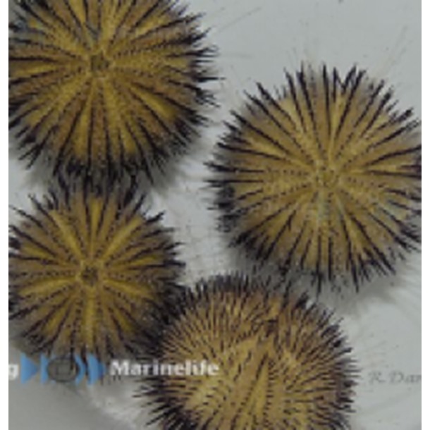 Purple Spine Pincushion Urchin