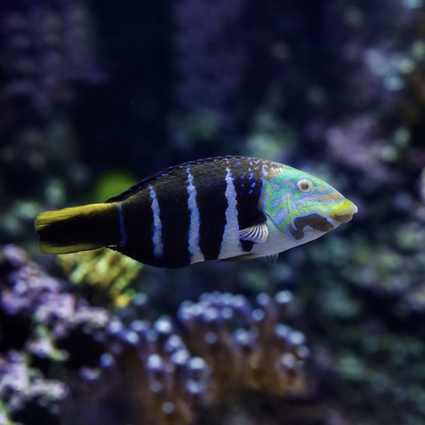 Barred Thicklip Wrasse