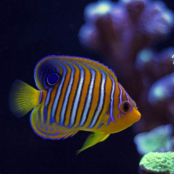 Regal Angel Fish