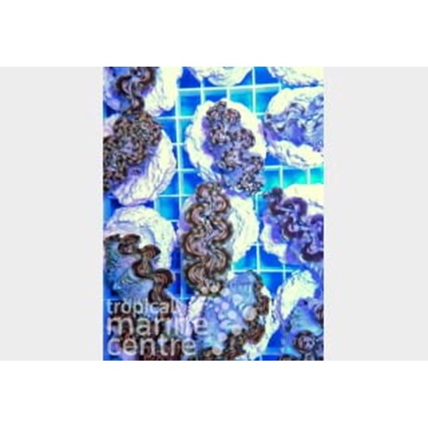 Squamosa Clam