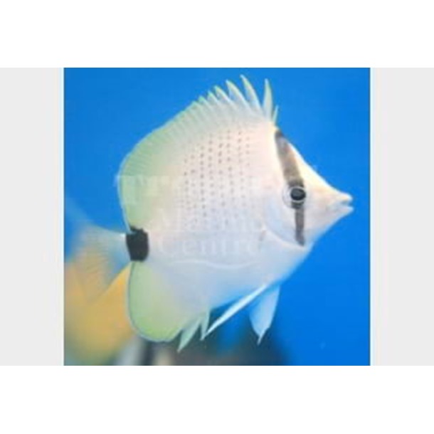 Lemon Butterflyfish
