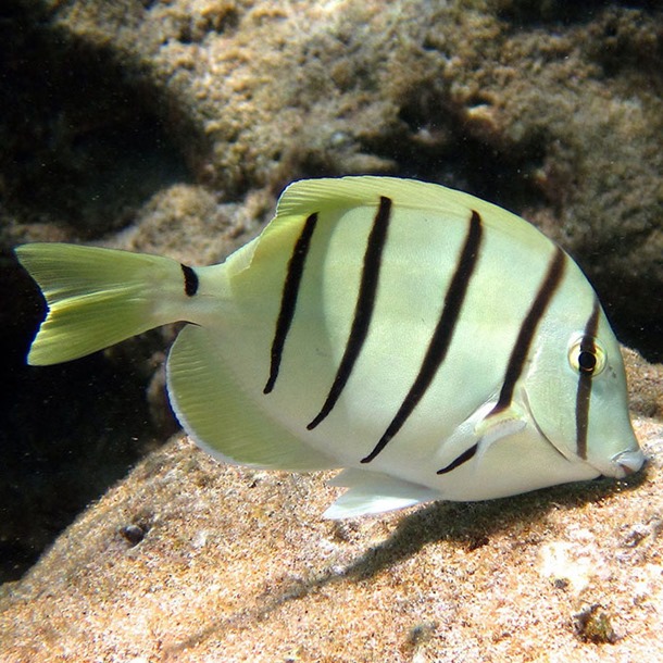 Convict Tang