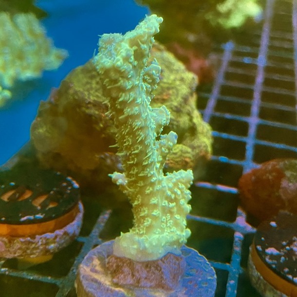 Oz Green Acro Frag