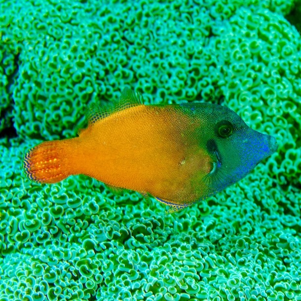 Flame Filefish