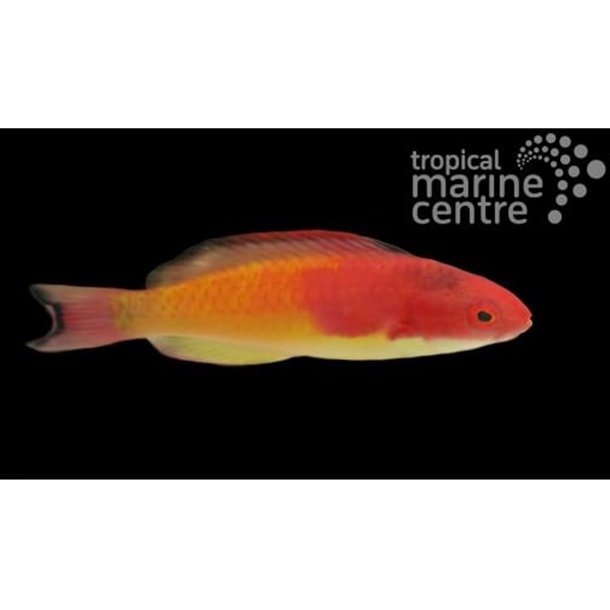 Hooded Fairy Wrasse