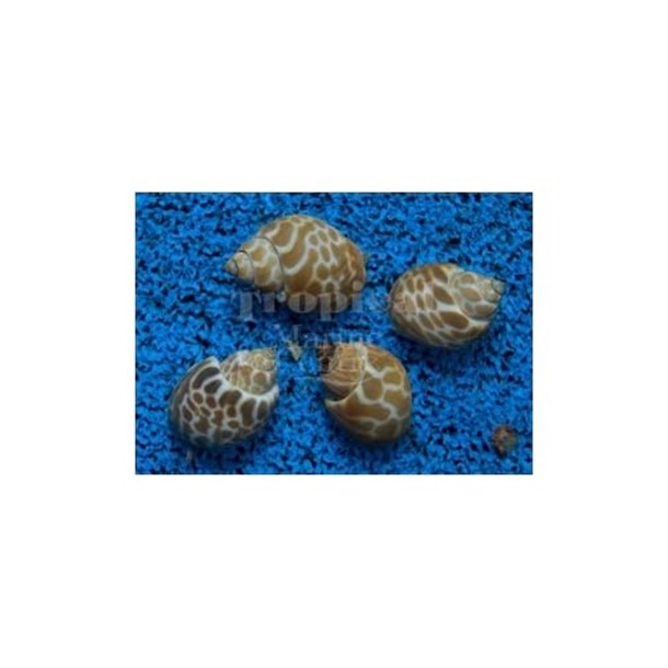 Orange Marble Snail