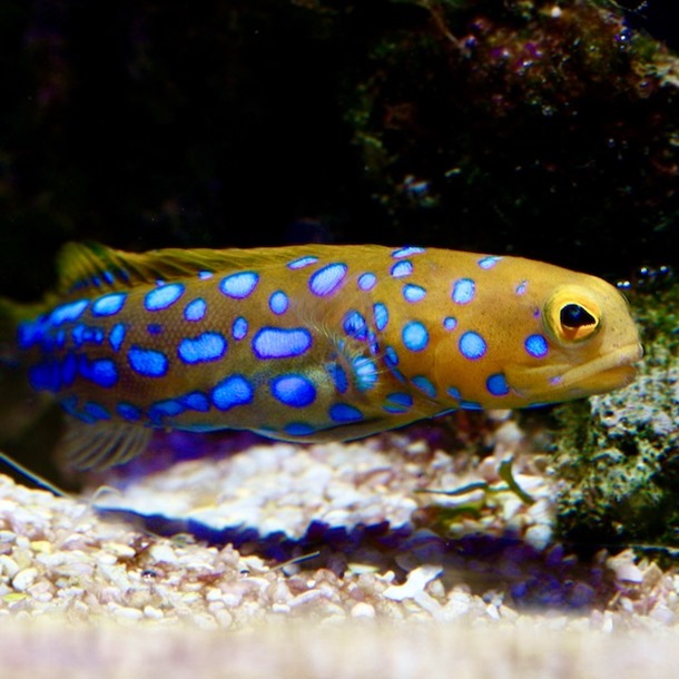 Blue Spot Jawfish