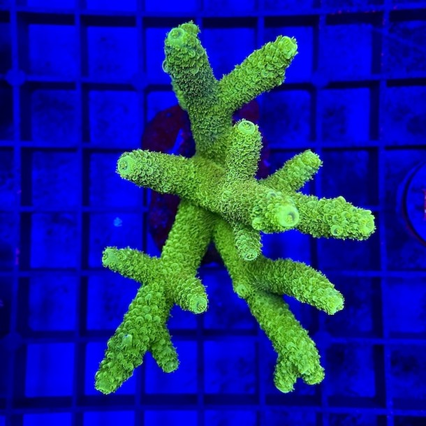 Acropora Colony