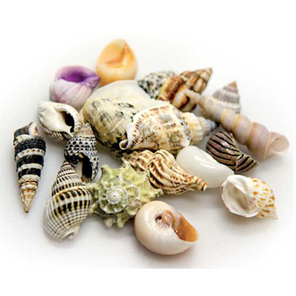 Hobby Sea Shells
