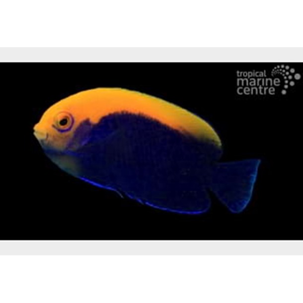 Flameback Dwarf Angel Fish