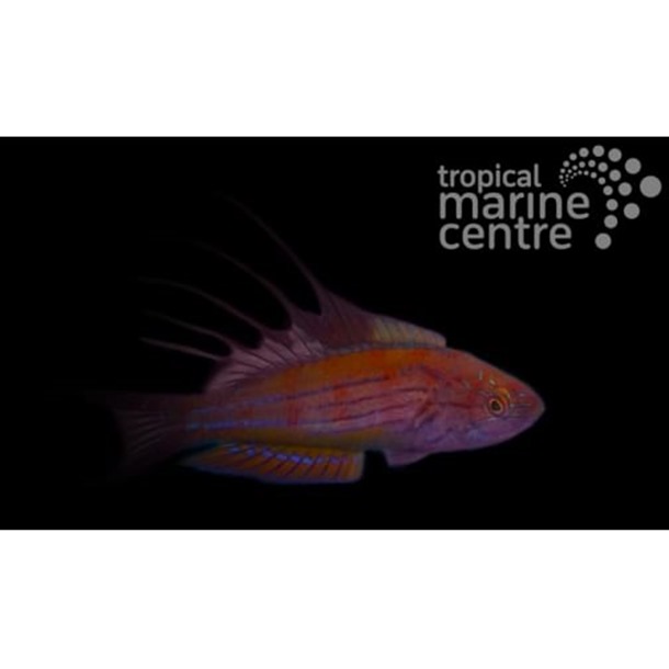 Filamented Flasher Wrasse