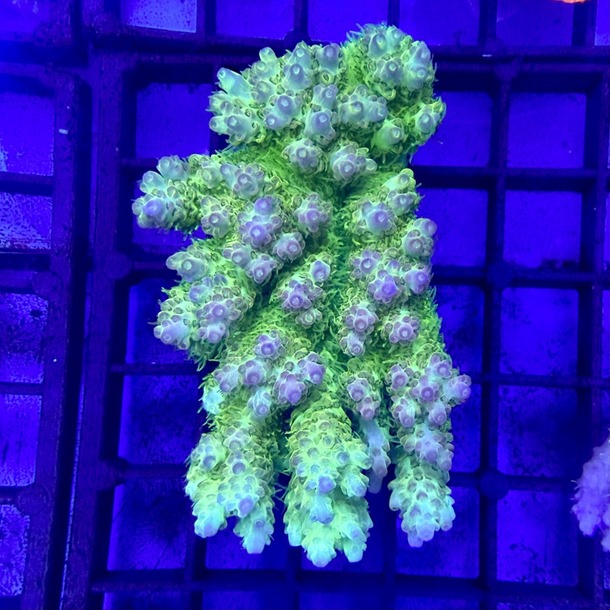 Oz Acropora Colony