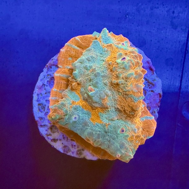 Blue Gold Chalice Frag