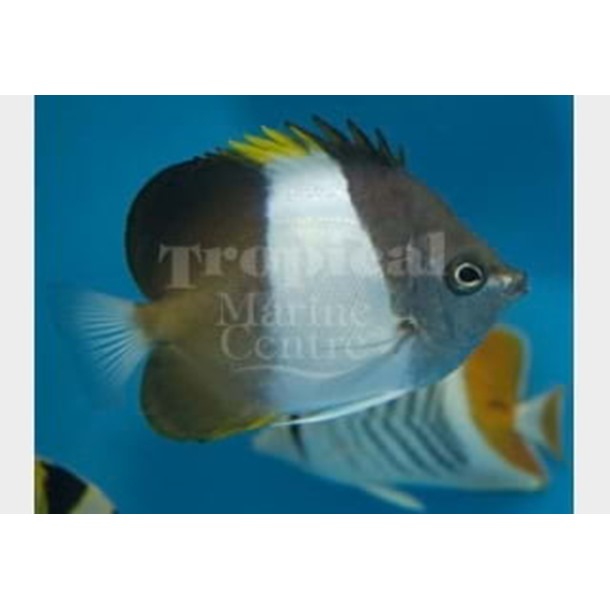 Black Pyramid Butterflyfish