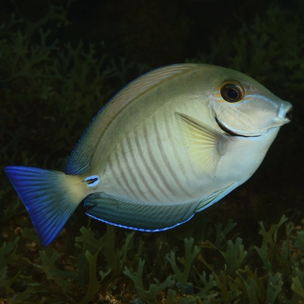 Caribbean Reef Tang