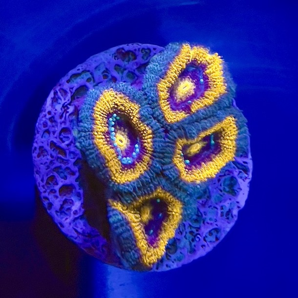 Orange Blue Acan Frag