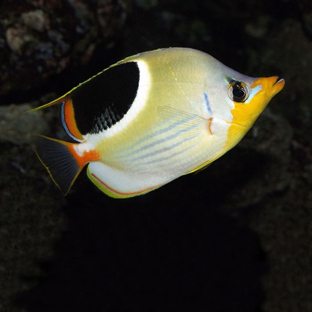 Saddleback Butterflyfish