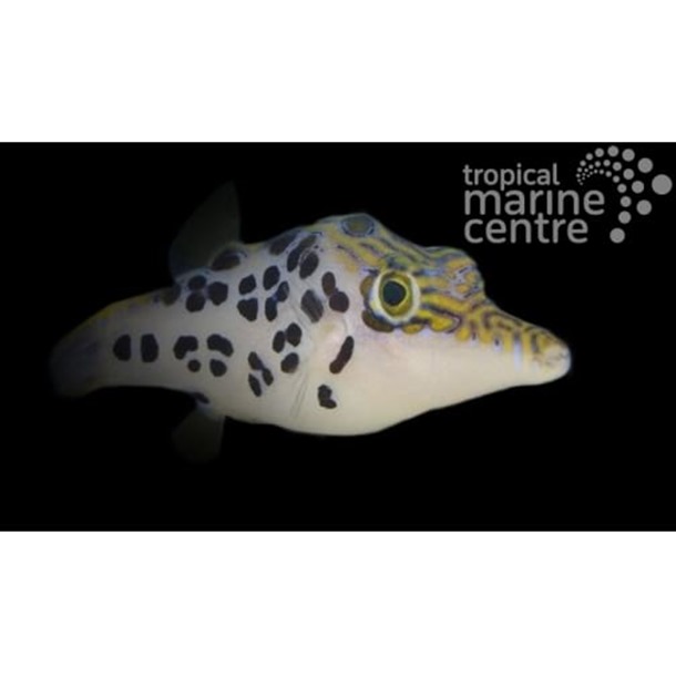 Leopard Toby Puffer