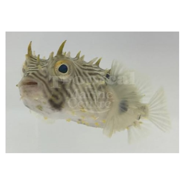 Spiny Box Puffer