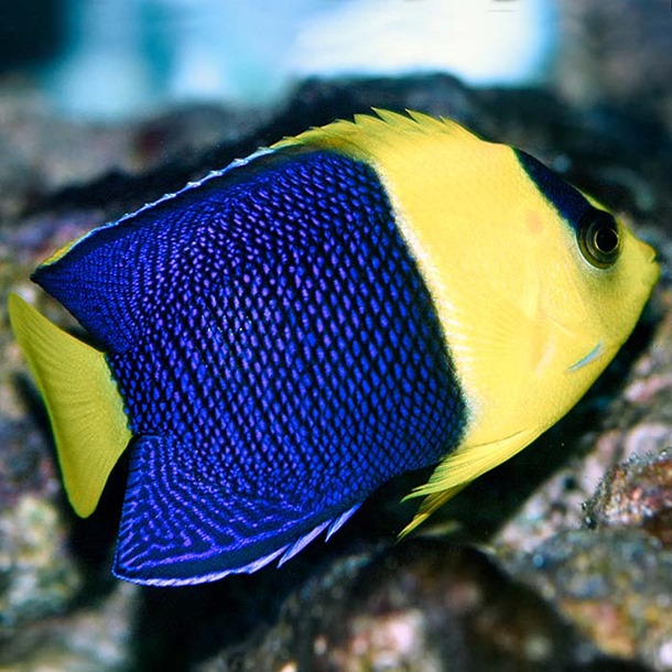 Bicolour Dwarf Angel Fish