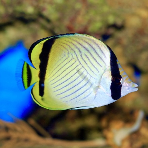 Vagabond Butterflyfish