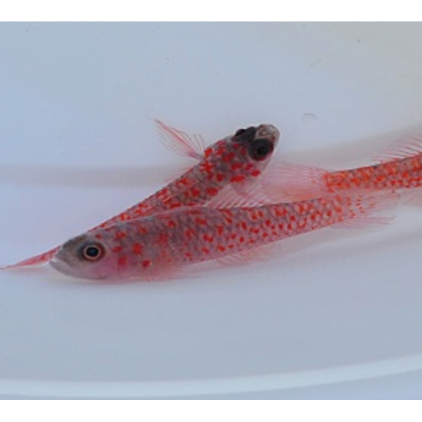 Red Speckled Nano Goby