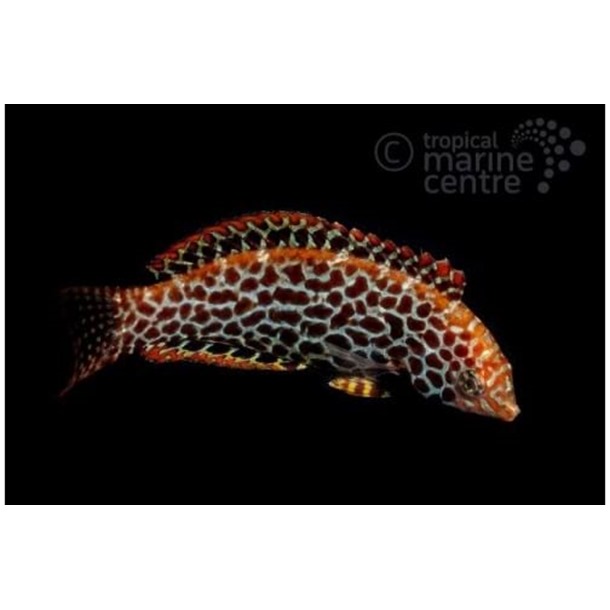 Blackspotted Leopard Wrasse