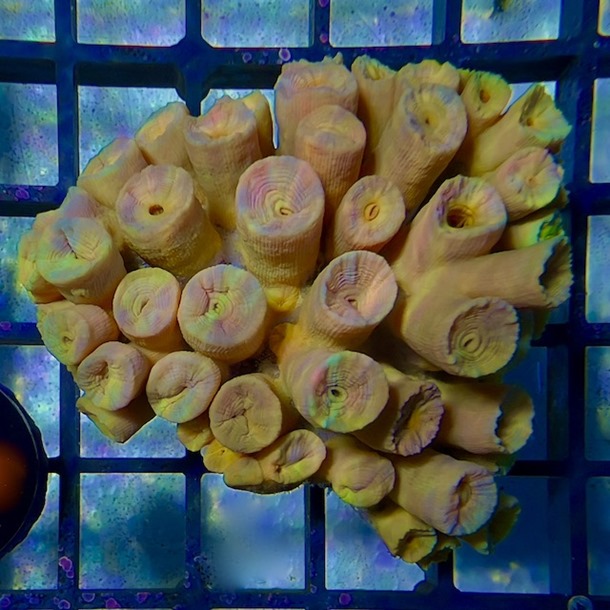 Yellow Sun Coral